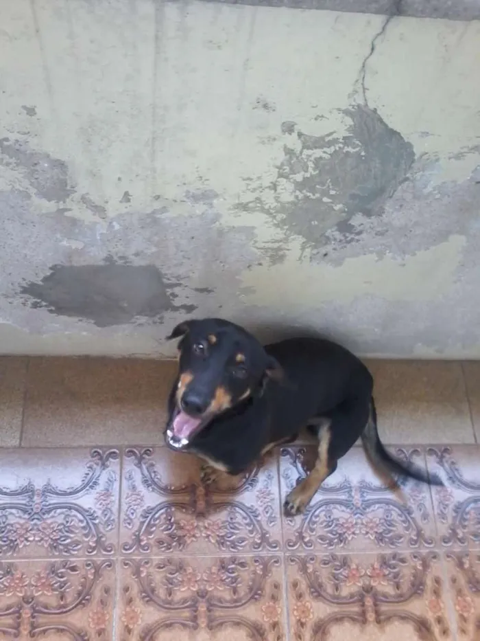 Cachorro ra a indefinida idade  nome não identificado