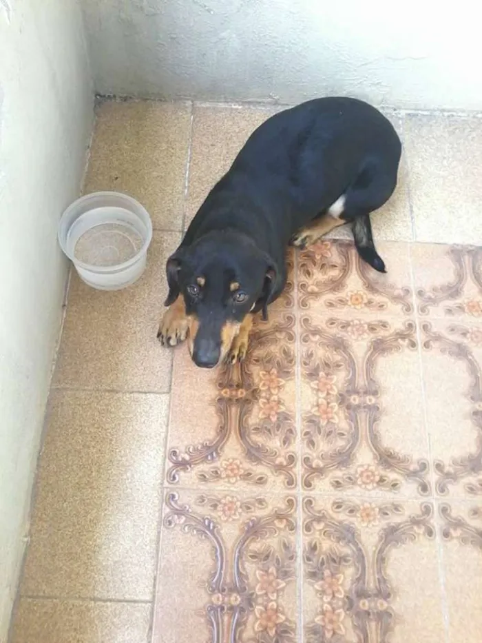 Cachorro ra a indefinida idade  nome não identificado