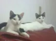 Nina e Dimmy