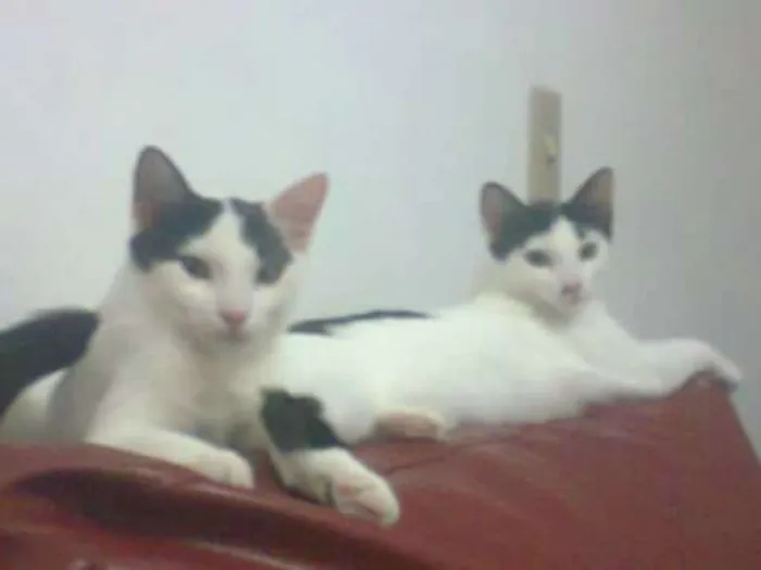 Gato ra a Albino idade 2 anos nome Nina e Dimmy