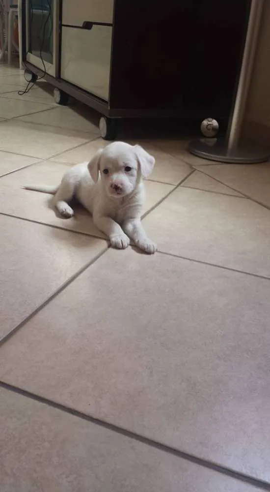 Cachorro ra a vira lata idade Abaixo de 2 meses nome Sem nome