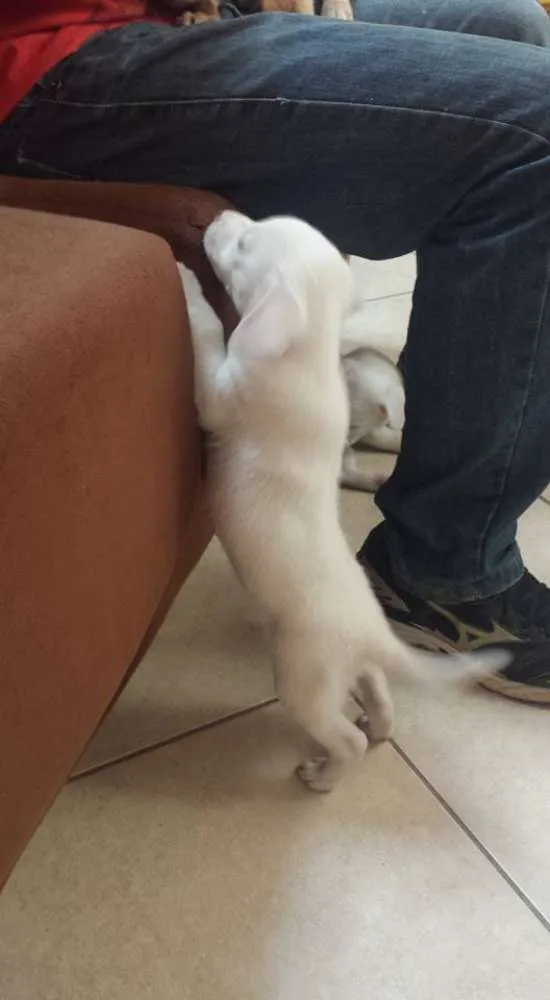 Cachorro ra a vira lata idade Abaixo de 2 meses nome Sem nome