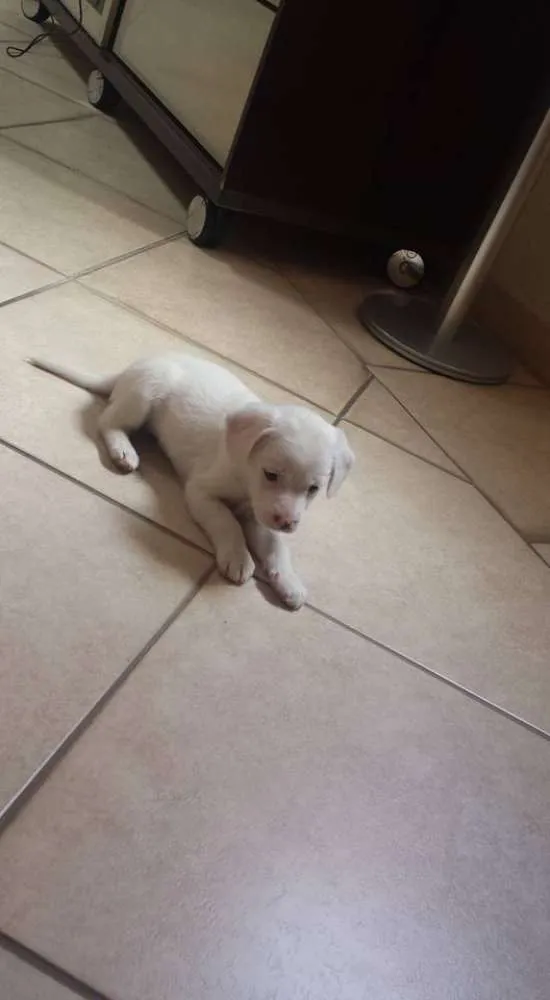 Cachorro ra a vira lata idade Abaixo de 2 meses nome Sem nome
