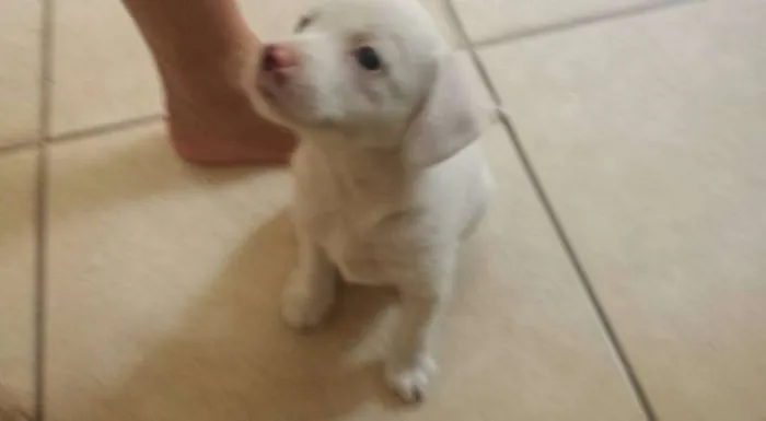 Cachorro ra a vira lata idade Abaixo de 2 meses nome Sem nome