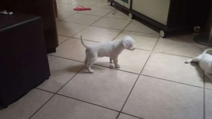 Cachorro ra a vira lata idade Abaixo de 2 meses nome Sem nome