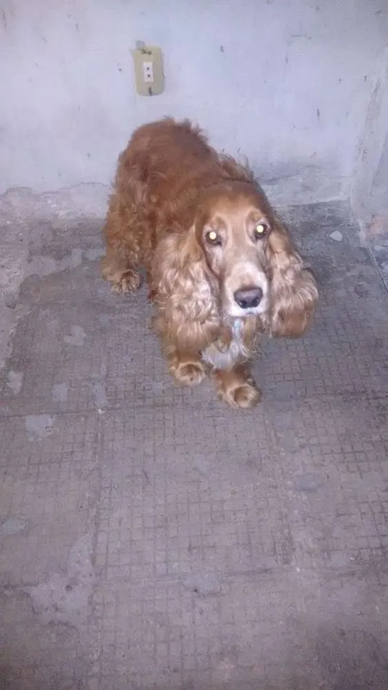 Cachorro ra a Coquer idade 5 anos nome Spacke