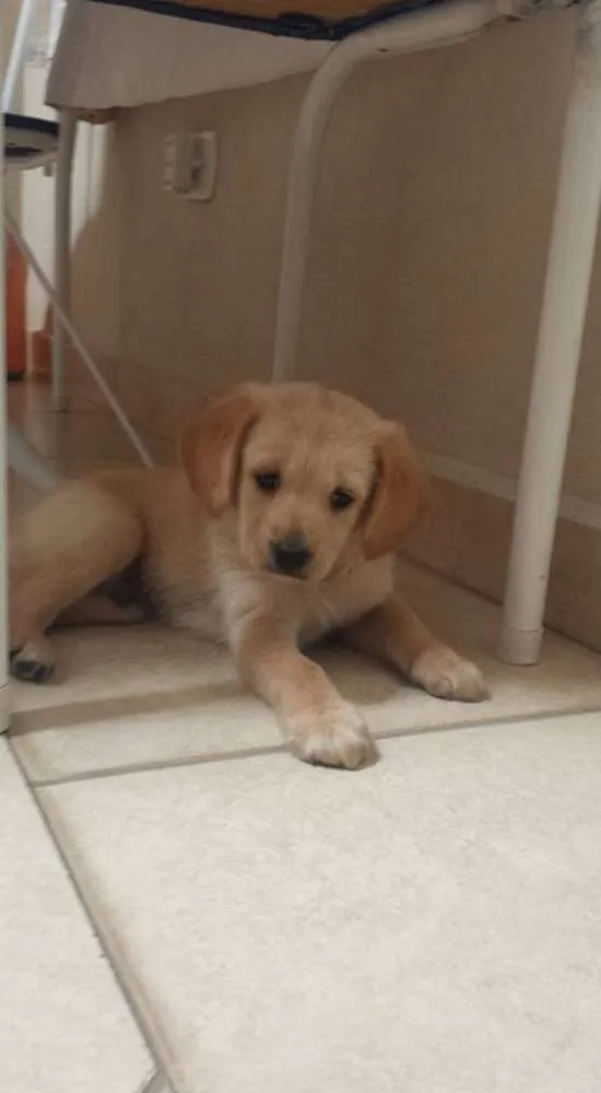 Cachorro ra a vira lata idade Abaixo de 2 meses nome Sem nome