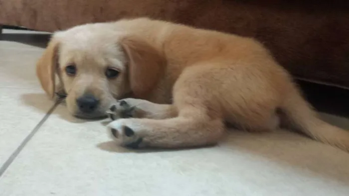 Cachorro ra a vira lata idade Abaixo de 2 meses nome Sem nome