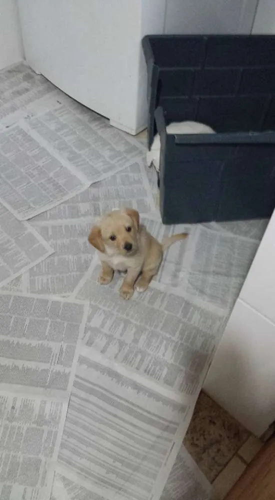 Cachorro ra a vira lata idade Abaixo de 2 meses nome Sem nome