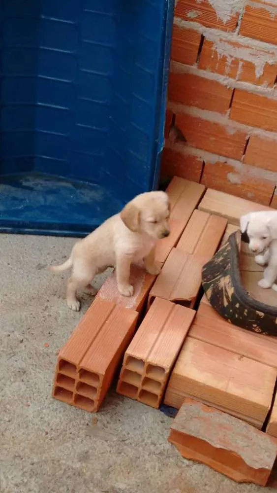 Cachorro ra a vira lata idade Abaixo de 2 meses nome Sem nome