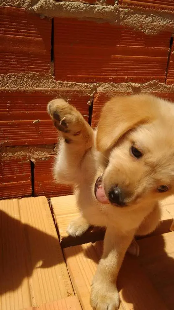 Cachorro ra a vira lata idade Abaixo de 2 meses nome Sem nome