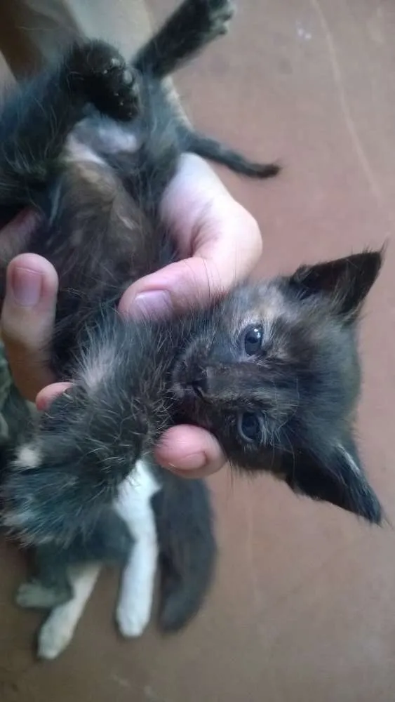 Gato ra a SRD idade Abaixo de 2 meses nome Sem Nome.