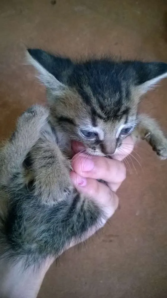 Gato ra a SRD idade Abaixo de 2 meses nome Sem Nome.