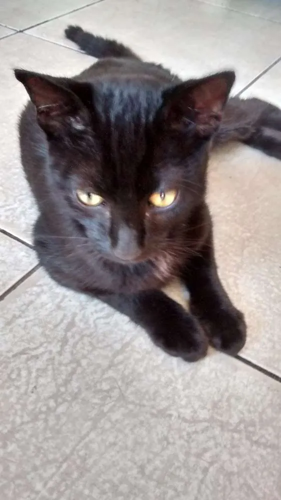Gato ra a Desconhecida idade 7 a 11 meses nome Neguinho