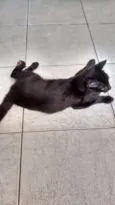 Neguinho