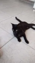 Neguinho