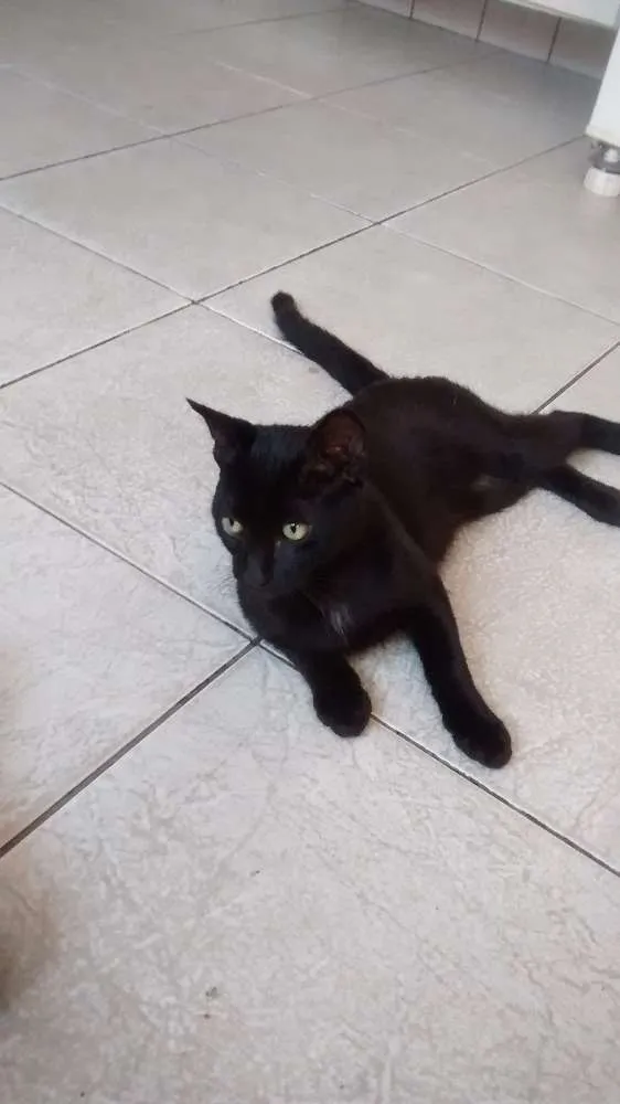 Gato ra a Desconhecida idade 7 a 11 meses nome Neguinho