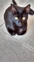 Neguinho