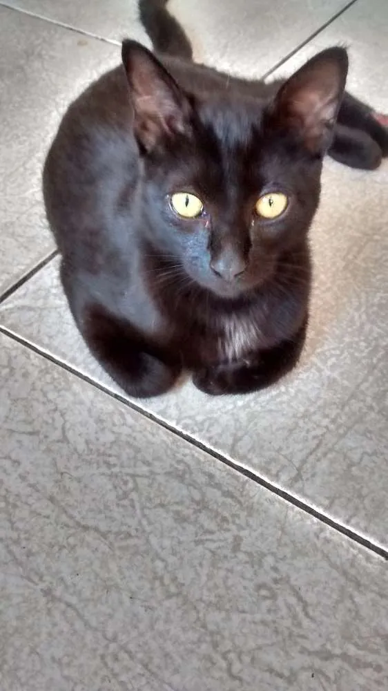 Gato ra a Desconhecida idade 7 a 11 meses nome Neguinho