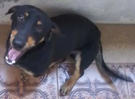 Cachorro ra a indefinida idade  nome não identificado