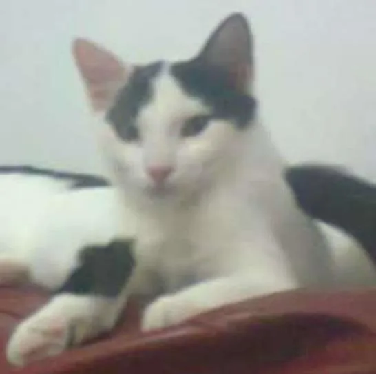 Gato ra a Albino idade 2 anos nome Nina e Dimmy