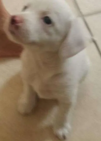 Cachorro ra a vira lata idade Abaixo de 2 meses nome Sem nome