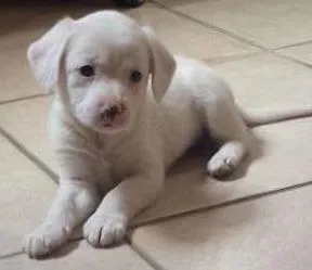 Cachorro raça vira lata idade Abaixo de 2 meses nome Sem nome