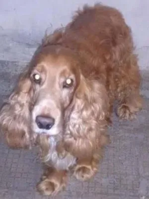 Cachorro raça Coquer idade 5 anos nome Spacke