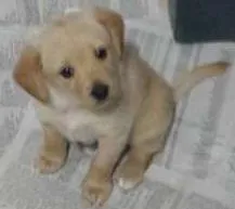 Cachorro raça vira lata idade Abaixo de 2 meses nome Sem nome