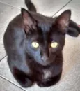 Neguinho