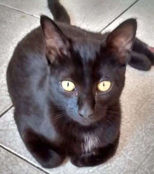 Gato ra a Desconhecida idade 7 a 11 meses nome Neguinho