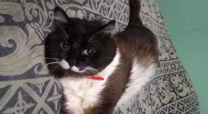 Gato ra a Siamês idade 2 anos nome Ayla