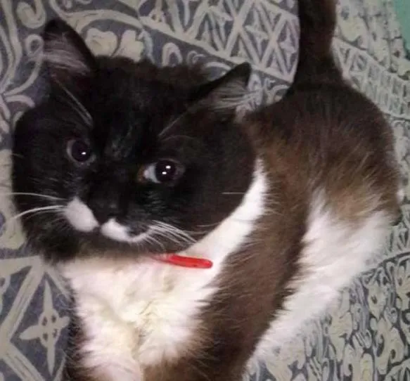 Gato ra a Siamês idade 2 anos nome Ayla