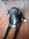 Mellany