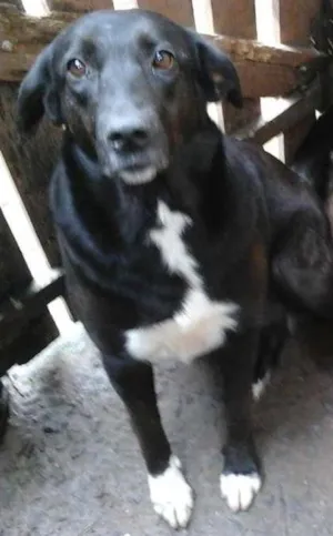 Cachorro raça Labrador idade 2 anos nome Mellany