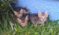 gatinhos