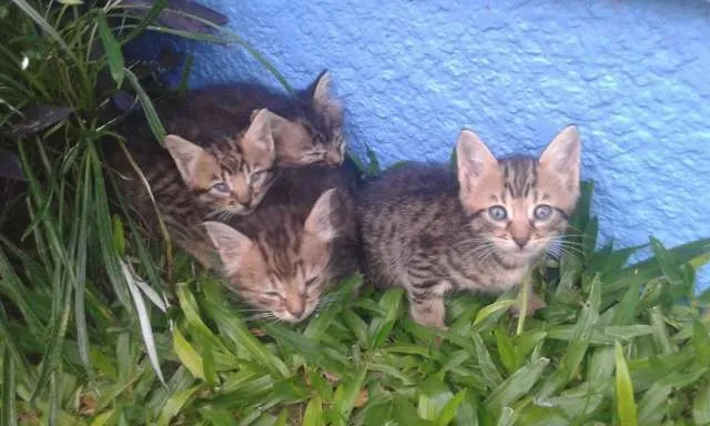 Gato raça  idade 2 a 6 meses nome gatinhos