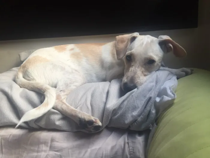 Cachorro raça vira-lata  idade 7 a 11 meses nome buscoito 