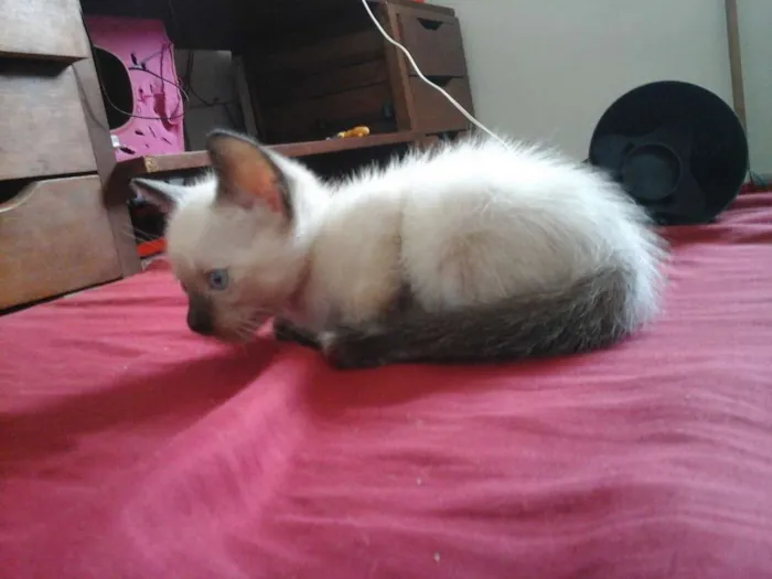 Gato ra a SRD idade Abaixo de 2 meses nome Gatinhas 