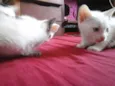 Gatinhas