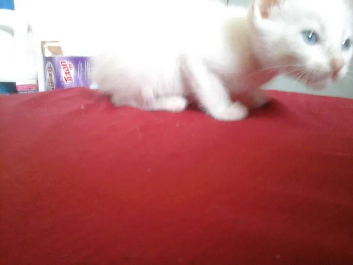 Gato ra a SRD idade Abaixo de 2 meses nome Gatinhas 