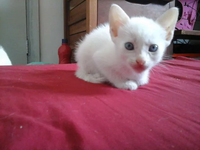 Gato ra a SRD idade Abaixo de 2 meses nome Gatinhas 