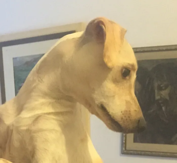 Cachorro raça vira-lata  idade 7 a 11 meses nome buscoito 