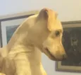 buscoito