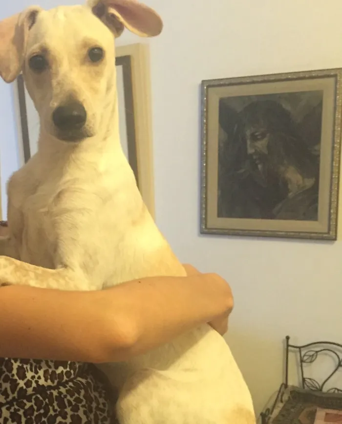 Cachorro raça vira-lata  idade 7 a 11 meses nome buscoito 