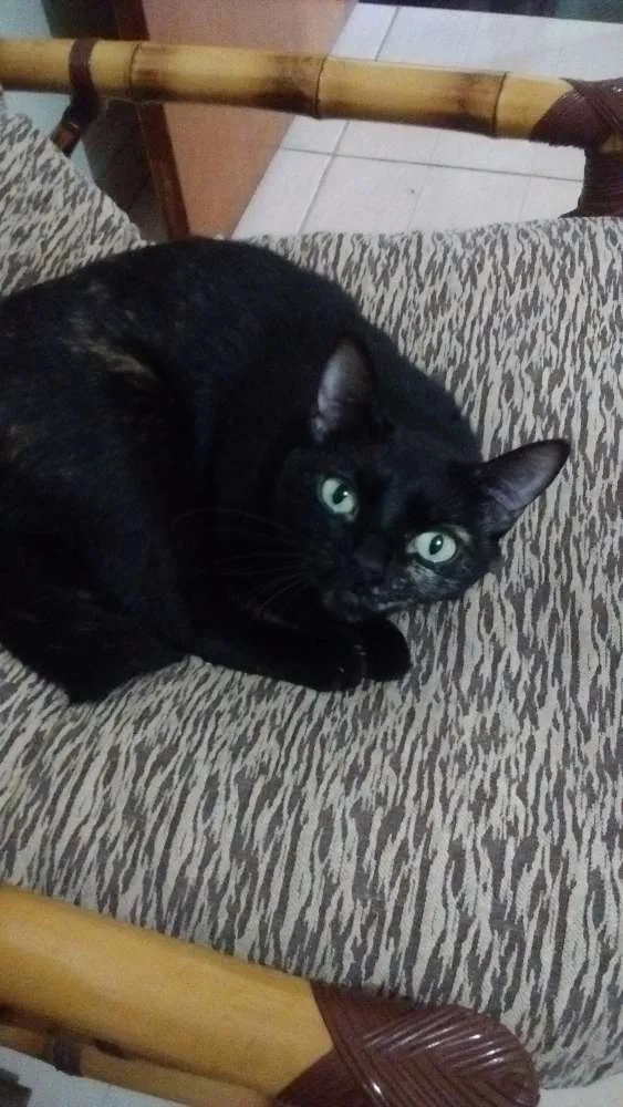 Cachorro raça Srd idade 3 anos nome Labão e Mia