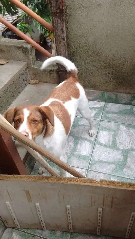 Cachorro raça Srd idade 3 anos nome Labão e Mia