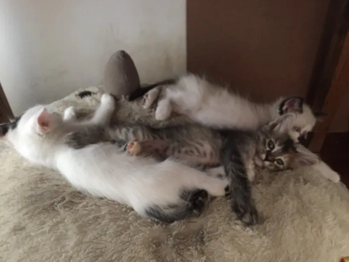 Gato raça vira lata idade Abaixo de 2 meses nome luke