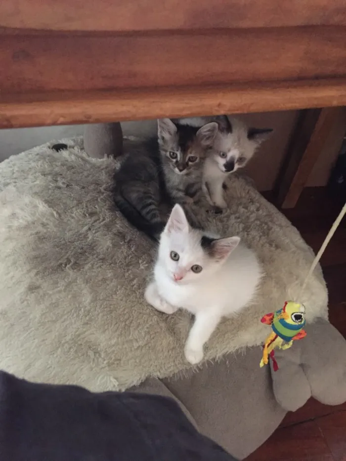 Gato raça vira lata idade Abaixo de 2 meses nome luke