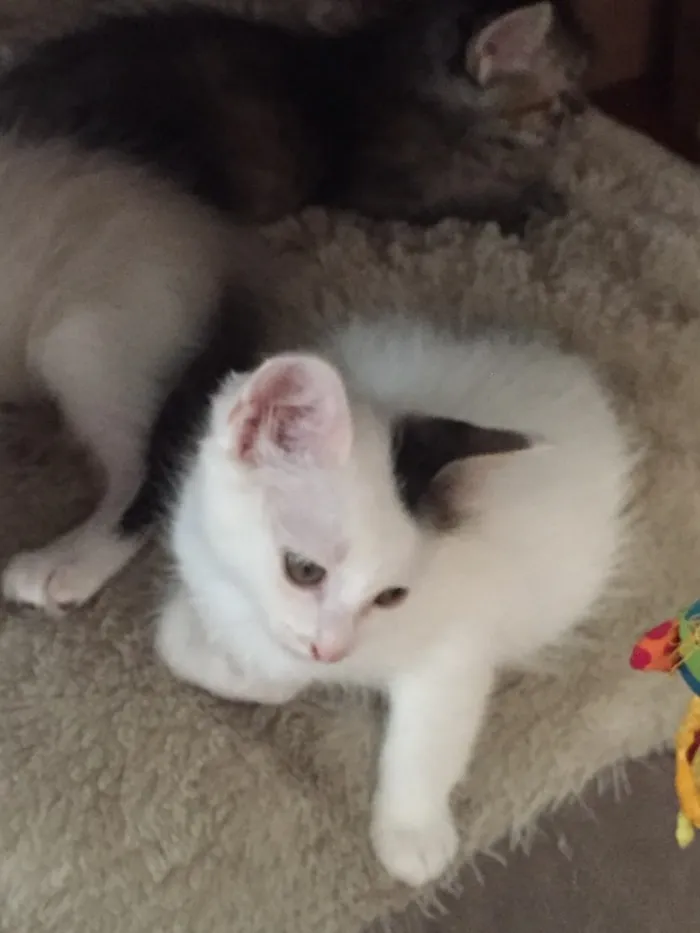 Gato raça vira lata idade Abaixo de 2 meses nome luke